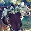 O cavalo que levou Bia Antony à capela de Caraíva ganhou arranjo de flores na cabeça