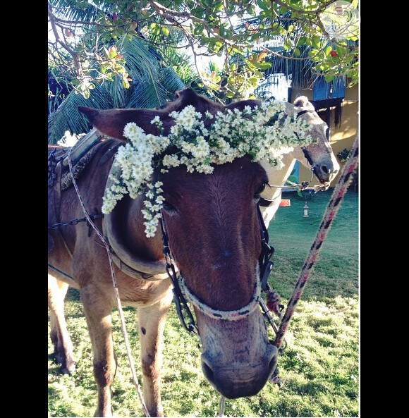 O cavalo que levou Bia Antony à capela de Caraíva ganhou arranjo de flores na cabeça