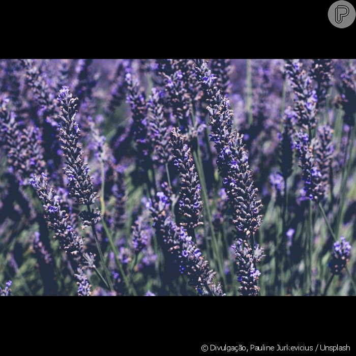 A lavanda ajuda a acalmar qualquer tipo de pele - Purepeople