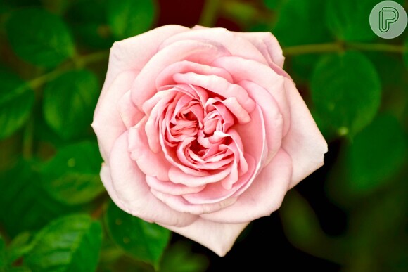 A rosa pode nutrir e tonificar a pele