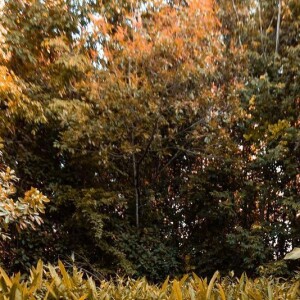 Whindersson Nunes elogia namorada em publicação 