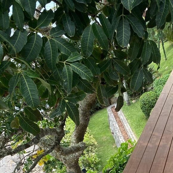 Giovanna Antonelli exibe pernas em foto