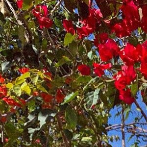 Camila Queiroz confirma que apresentou atestado médico, mas se revoltou com as insinuações de que teria feito isso apenas para matar trabalho