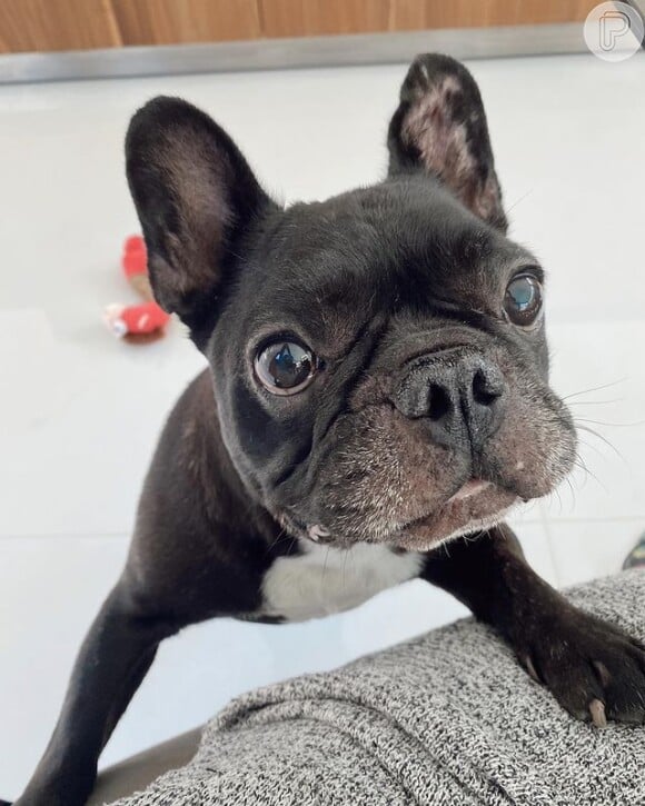 Mulher de Daniel Alves, Joana Sanz perdeu o cachorrinho de estimação