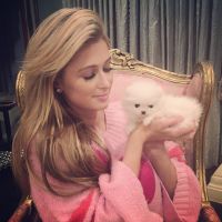 Paris Hilton compra cãozinho de estimação por R$ 30 mil: 'Meu precioso bebê'