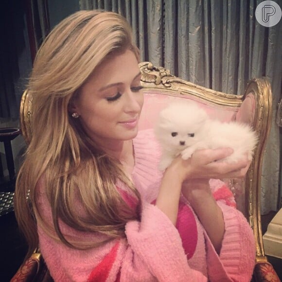 Paris Hilton mostra cãozinho de estimação comprado por R$ 30 mil: 'Precioso'