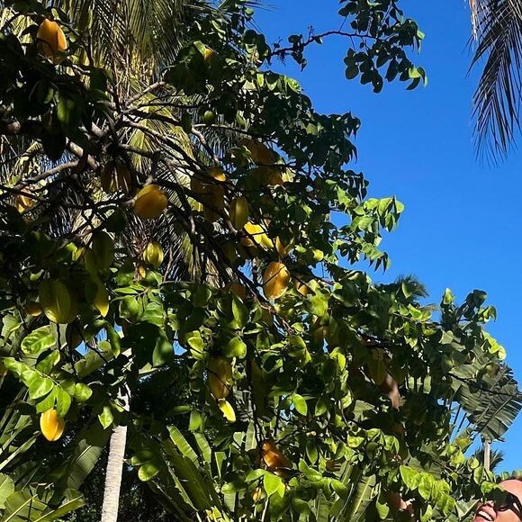 Em novos registros publicados no Instagram, Mariana Ximenes voltou a mostrar sua virilha em um look PP