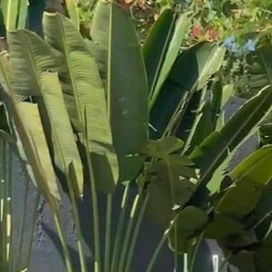 E esse corpão, hein? Paolla Oliveira com biquíni neon cortininha junto de seu cachorro