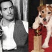 O que aconteceu com o cachorro Uggie, Jack Russell de 'O Artista' e primeiro pet a ganhar estrela na calçada da fama?