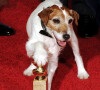 Uggie é cachorro que ficou famoso por sua performance no filme 'O Artista'