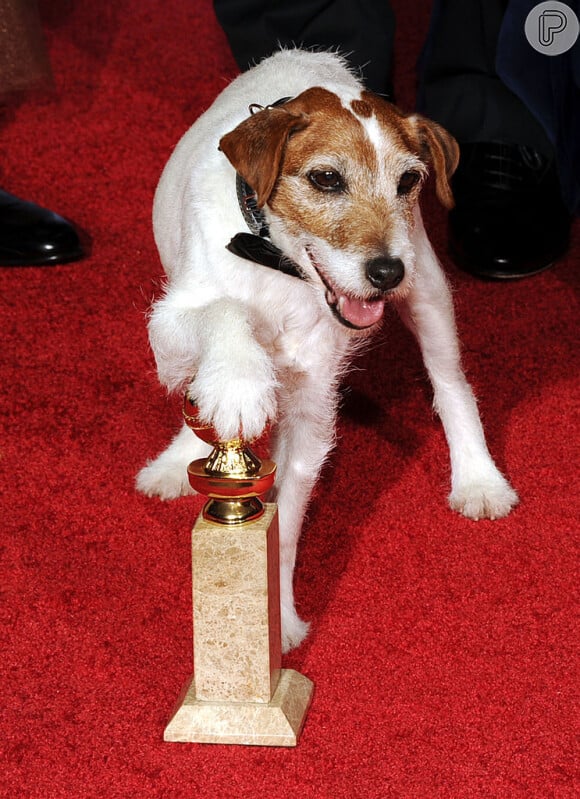 Uggie é cachorro que ficou famoso por sua performance no filme 'O Artista'