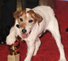 O Jack Russell Uggie chegou a ganhar o Palm Dog de Cannes