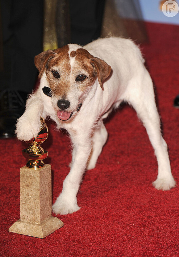 O Jack Russell Uggie chegou a ganhar o Palm Dog de Cannes