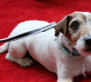 Cachorro de 'O Artista', Uggie morreu em 2013