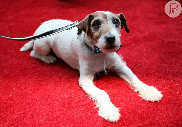 Cachorro de 'O Artista', Uggie morreu em 2013