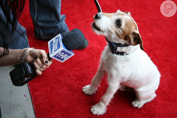 Uggie, o Jack Russel de 'O Artista', morreu em 2013 vítima de um tumor na próstata