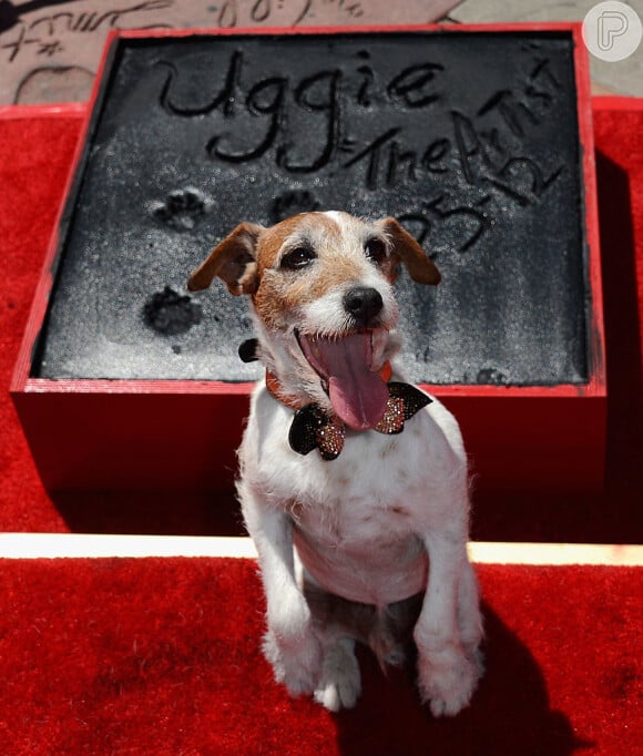 Cachorro Uggie foi o primeiro animal a ganhar uma estrela na calçada da fama de Hollywood