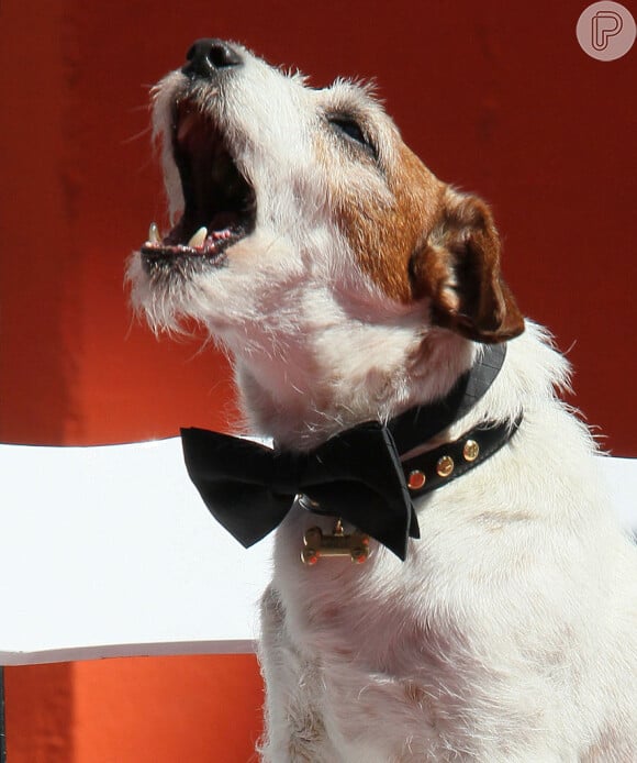 Uggie, famoso cão de 'O Artista', foi sacrificado por causa de um câncer de próstata em 2013