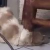 Xuxa compartilhou um vídeo de um cachorro sendo maltratado. Mulher oriental usou um maçarico para queimar o animalzinho vivo e causou