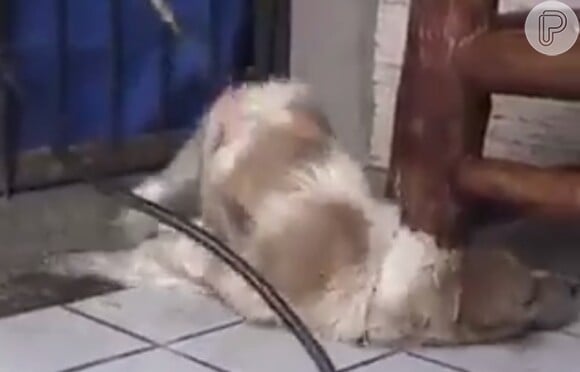 Xuxa compartilhou um vídeo de um cachorro sendo maltratado. Mulher oriental usou um maçarico para queimar o animalzinho vivo e causou