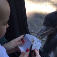 Ana Hickmann mostra o filho, Alexandre Jr., dando comida para emú no zoo. Vídeo!