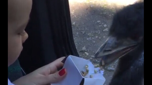 Ana Hickmann mostra o filho, Alexandre Jr., dando comida para emú no zoo. Vídeo!