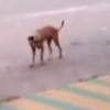 Vídeo de cachorro dançando exibido durante o 'Encontro' causou polêmica, nesta sexta-feira, 15 de janeiro de 2016
