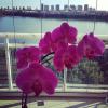 Bárbara Borges posta foto de uma flor no Instagram e diz: 'É tempo de florescimento em minha vida'