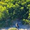 Marina Ruy Barbosa registrou um pinguim durante sua passagem pela Cidade do Cabo