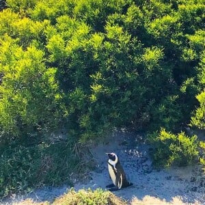 Marina Ruy Barbosa registrou um pinguim durante sua passagem pela Cidade do Cabo