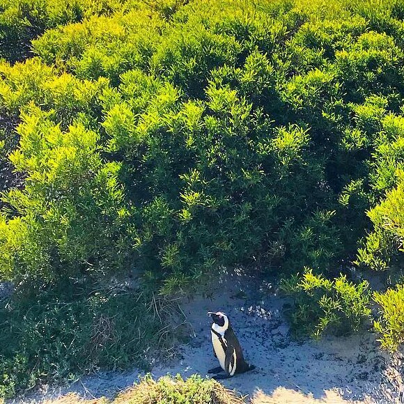 Marina Ruy Barbosa registrou um pinguim durante sua passagem pela Cidade do Cabo