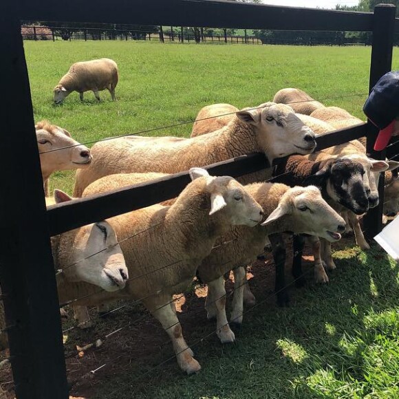 Teodoro adora estar perto dos animais e tem até coragem de fazer carinho neles