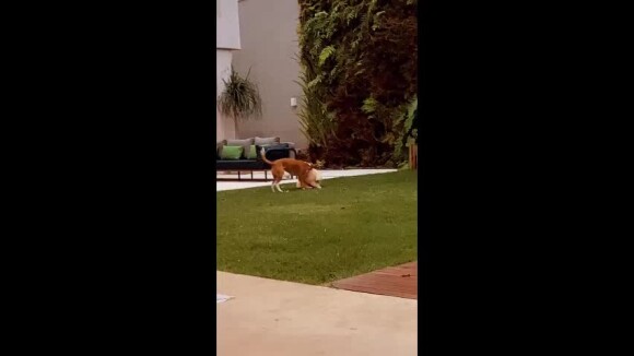 Vídeo: Bruna Marquezine filmou as duas pets brincando no quintal