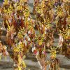 Carnaval 2022 no Rio: escolas de samba vão se apresentar em grupos de três a partir de domingo (13) na Sapucaí, para que todas consigam ensaiar na avenida