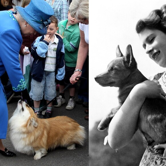 A Rainha Elizabeth II teve mais de 30 cachorros da mesma raça