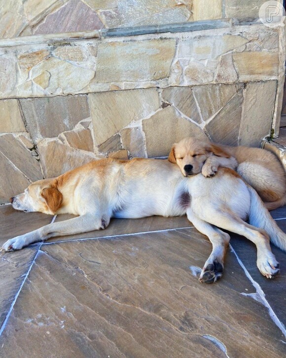 Morte de pet abalou André Luiz Frambach, que postou uma série de fotos ao lado da mascote