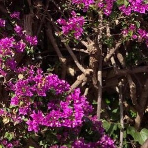 Davi Lucca, filho de Neymar e Carol Dantas, briga com a mãe após a influencer aparecer em um vídeo mostrando que o Starbucks escreveu seu nome errado no pedido que ela fez