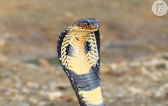 Foto: O que significa sonhar com cobra? Entenda interpretações - Purepeople