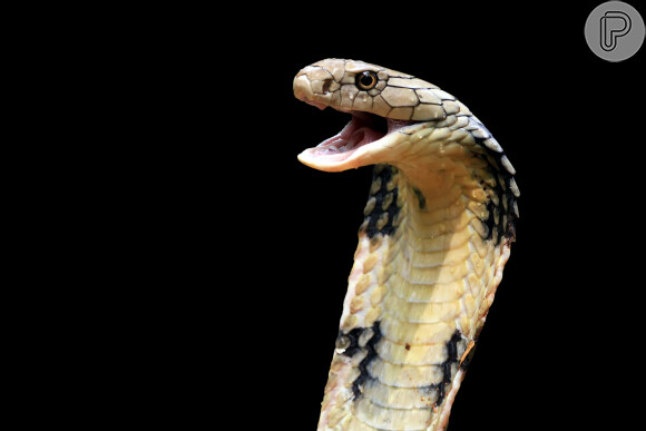 O que significa sonhar com cobra azul? - Dreams - Sonhar com - Significado  dos Sonhos