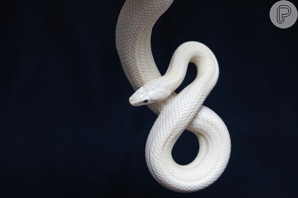 Foto: O que significa sonhar com cobra? Entenda interpretações - Purepeople