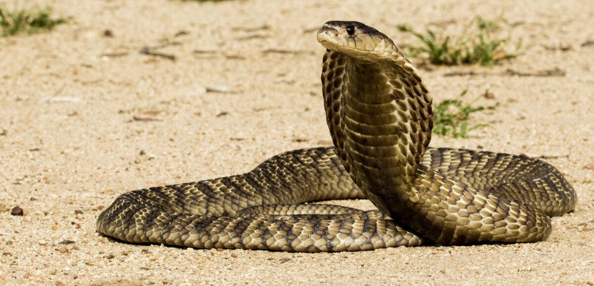 Foto: O que significa sonhar com cobra? Entenda interpretações - Purepeople