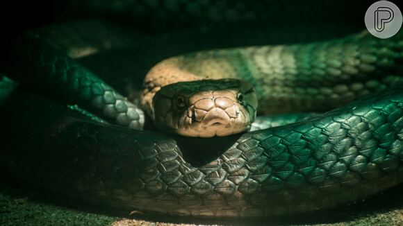 Foto: O que significa sonhar com cobra? Entenda interpretações - Purepeople