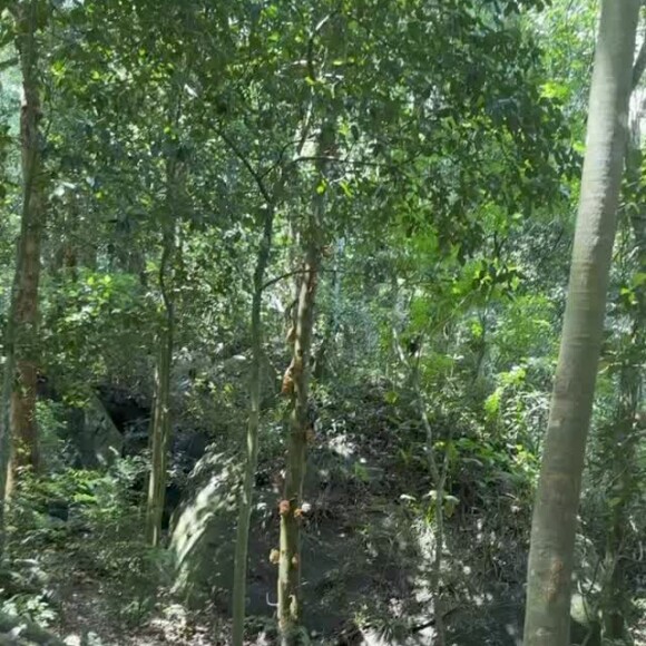 Cauã Reymond também postou foto em uma mata em um período bem aproximado