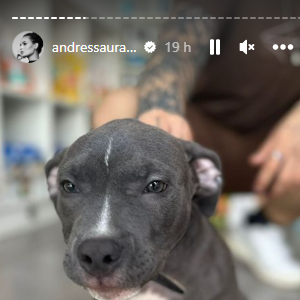 Andressa Urach mostrou o seu novo membro da família que é o cachorrinho: Nikolaus