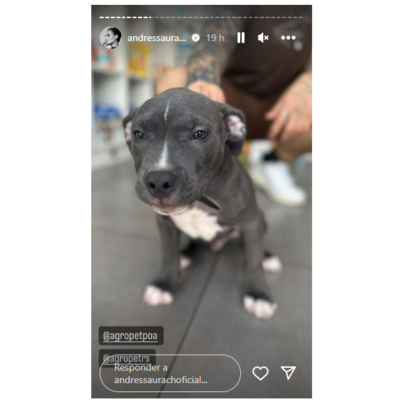 Andressa Urach mostrou o seu novo membro da família que é o cachorrinho: Nikolaus