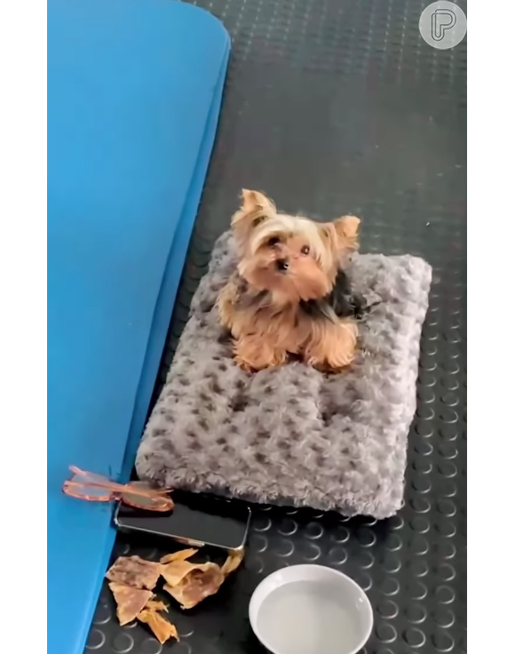 Reação de Doralice, cachorrinha de Xuxa, viralizou nas redes sociais