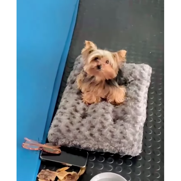 Reação de Doralice, cachorrinha de Xuxa, viralizou nas redes sociais