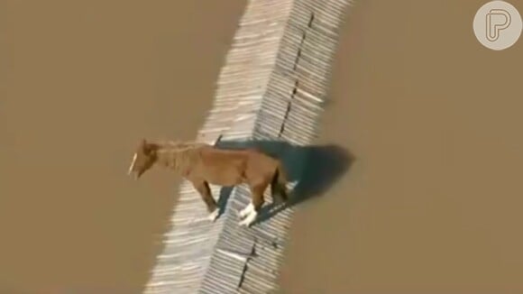 Cavalo Caramelo estava ilhado no Rio Grande do Sul