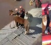 Cavalo Caramelo foi resgatado após passar mais de 24h ilhado em telhado de Canoas, no Rio Grande do Sul