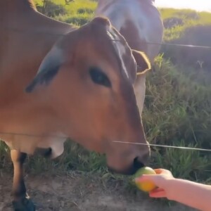 Rafaella Justus foi flagrada pela madrasta, Ana Paula Siebert, ao tentar alimentar uma vaca